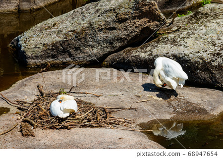 White swan sitting on a nest on a stone in lake 68947654