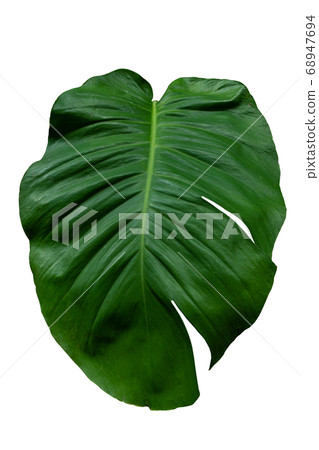 Green leaf with clipping path on isolated white 68947694