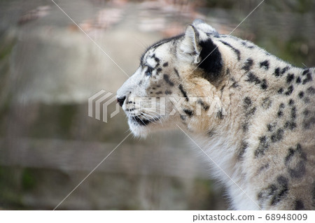 Snow leopard 68948009