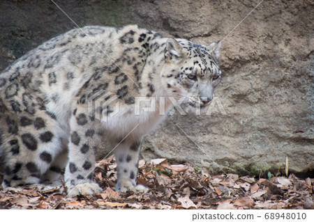 Snow leopard 68948010