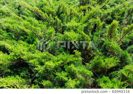 Natural background of the green juniper bushes 68948316