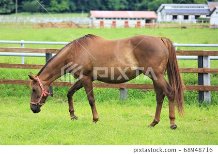 Horse thoroughbred Horse thoroughbred 68948716