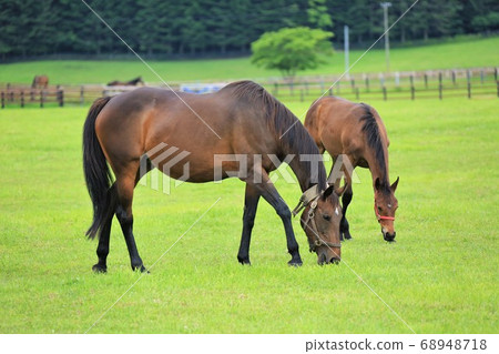 Horse thoroughbred 68948718