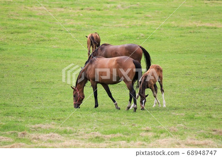 Horse thoroughbred Horse thoroughbred 68948747