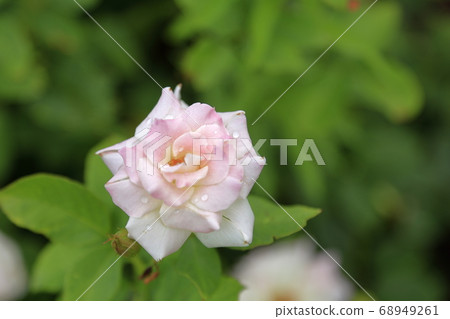 荒尾市Ooyamai市民花床玫瑰花 荒尾市Ooyamai市民花床玫瑰花 68949261