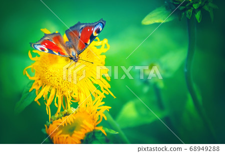 Butterfly peacock sits on a yellow flower 68949288