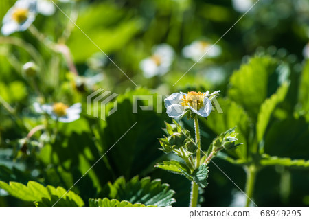 strawberry bush with white flowers on the bed 68949295