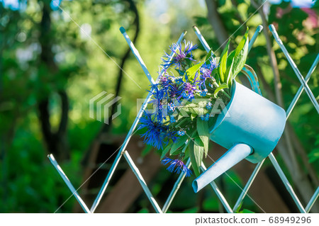 beautiful bouquet of blue cornflower in garden watering 68949296