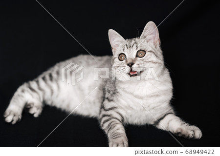 Scottish straight cat kitten lying on a black background 68949422