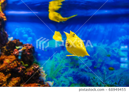 yellow longhorn cowfish fish swims in blue water in an aquarium 68949455