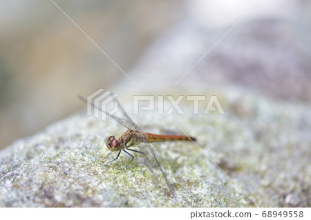 一隻蜻蜓（秋羽）棲息在河中的一塊岩石上，斜上方 68949558