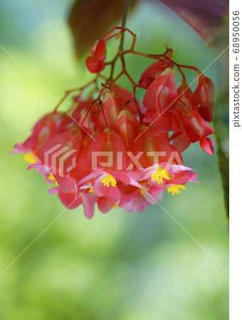 紅樹林的海棠花開得像枝形吊燈 68950056