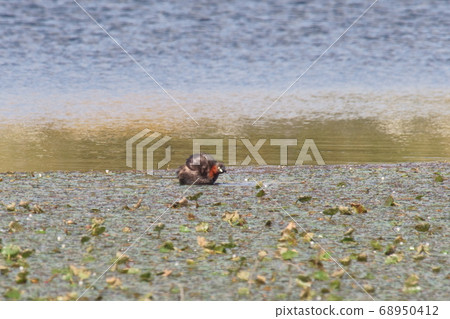 Flapping of the greensball 68950412