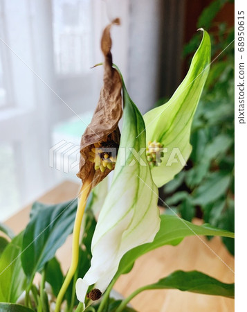 Spaty film, air purification plant, companion plant Spaty film, air purification plant, companion plant 68950615