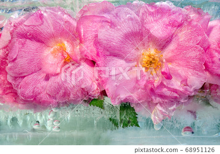 Background of pink rose   flower  with green 68951126