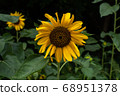 sunflower	 68951378