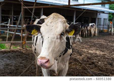 Cow Cow 68951380