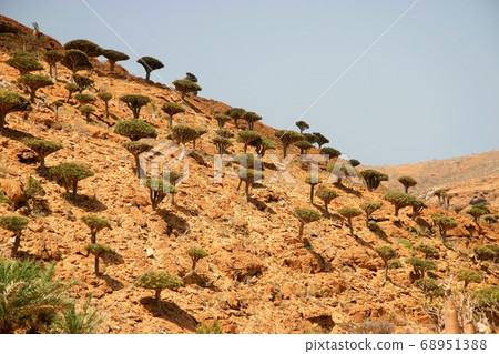 Dragon Blood Tree Forest In Socotra Island Yemen Stock Photo 6513