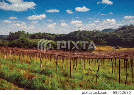 Leafless grapevines in a vineyard with house Leafless grapevines in a vineyard with house 68952680