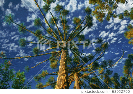 Landscape of pine treetops amid lush forest 68952700