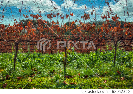 Landscape with rows of trunks and vine branches 68952800