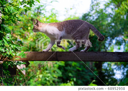Gray and white Cat walking On A High fence Gray and white Cat walking On A High fence 68952938