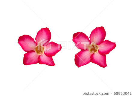 Red Adenium flower isolated on white background Red Adenium flower isolated on white background 68953041