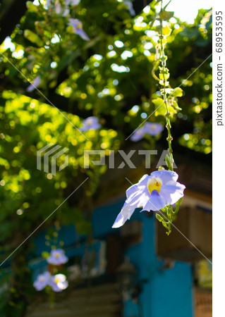 Deng Bohua hanging on the scaffold Deng Bohua hanging on the scaffold 68953595