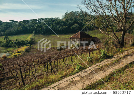 Trunks and vine branches with old farmhouse 68953717