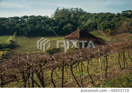 Trunks and vine branches with old farmhouse Trunks and vine branches with old farmhouse 68953719