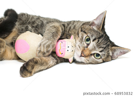 Small, gray tabby kitten lies with a soft toy Small, gray tabby kitten lies with a soft toy 68953832