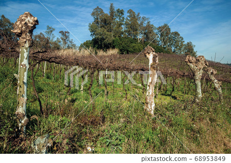 Landscape of leafless grapevines in a vineyard 68953849