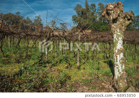 Landscape of leafless grapevines in a vineyard 68953850