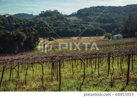 Leafless grapevines in a vineyard with house Leafless grapevines in a vineyard with house 68953853