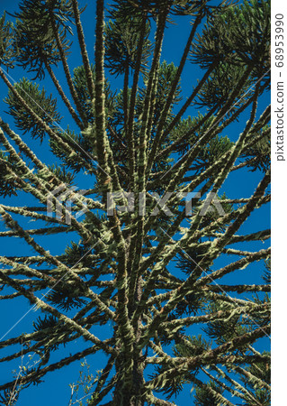 Detail of pine treetops branches 68953990