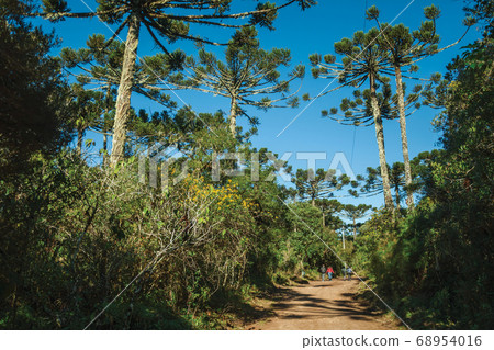 People hiking on dirt pathway through forest 68954016