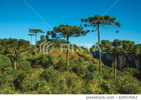 Itaimbezinho Canyon with rocky cliffs and forest Itaimbezinho Canyon with rocky cliffs and forest 68954062