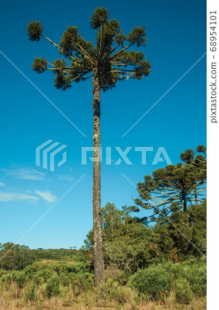 Landscape of pine treetops amid lush forest 68954101