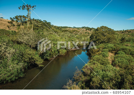 Brook passing through a lush forest with pine Brook passing through a lush forest with pine 68954107