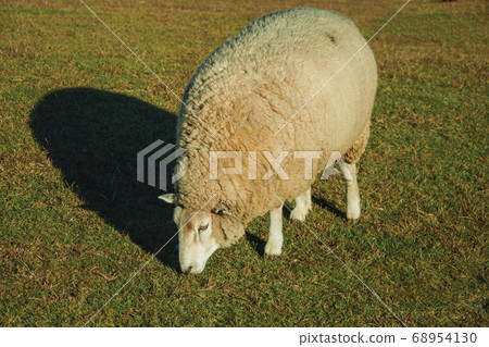 Sheep with a thick layer of wool grazing on lawn 68954130
