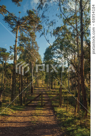 Trees covered by lichen and wooden farm gate Trees covered by lichen and wooden farm gate 68954184