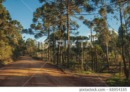 Dirt road with wooden farm gate and trees 68954185