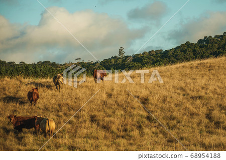 Cattle scattered on rural lowlands called Pampas Cattle scattered on rural lowlands called Pampas 68954188