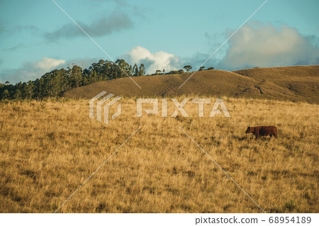 Cattle scattered on rural lowlands called Pampas Cattle scattered on rural lowlands called Pampas 68954189