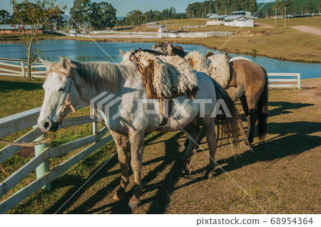 Horses tied on wooden fence with typical saddle 68954364