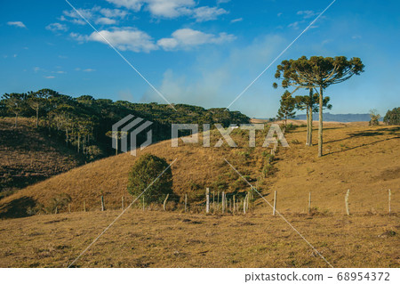 Landscape of rural lowlands called Pampas 68954372