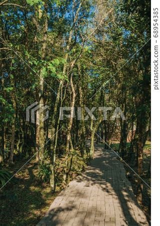 Paved pathway passing through wooded landscape 68954385