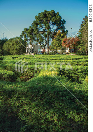 Maze made of evergreen bushes in a garden Maze made of evergreen bushes in a garden 68954398