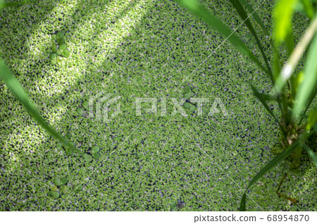 稻田水生植物 稻田水生植物 68954870