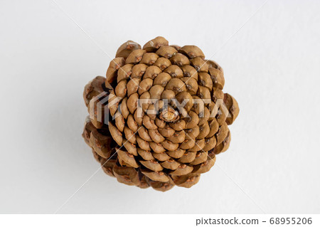 Inverted pine cone isolated on a white background 68955206